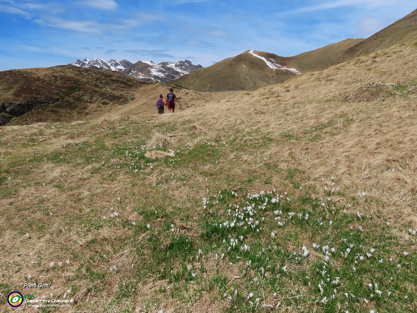 43 Crocus vernus ancora in fiore.JPG